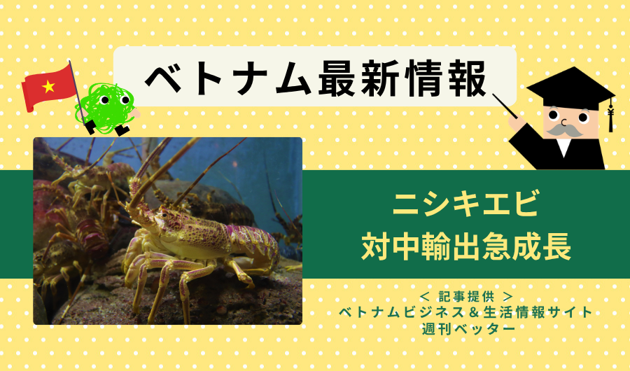 ベトナム最新情報　ニシキエビの対中輸出が急成長